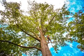 Best Tree Maintenance Programs  in Pikesville, MD