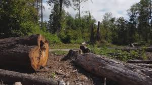How Our Tree Care Process Works  in  Pikesville, MD