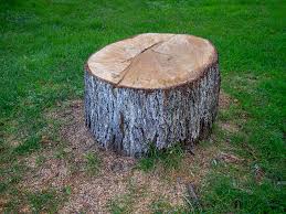 Best Leaf Removal  in Pikesville, MD
