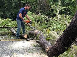 Best Stump Grinding and Removal  in Pikesville, MD