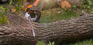Best Tree Removal  in Pikesville, MD
