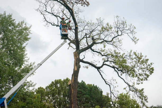 Best Hedge Trimming  in Pikesville, MD