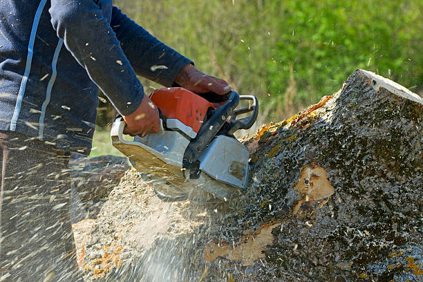 Best Hazardous Tree Removal  in Pikesville, MD